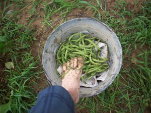 The first green beans are picked (and the picker's feet get muddied)...